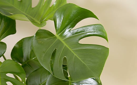 観葉植物 モンステラ 6号 カラーポット 白 約60～70cm
