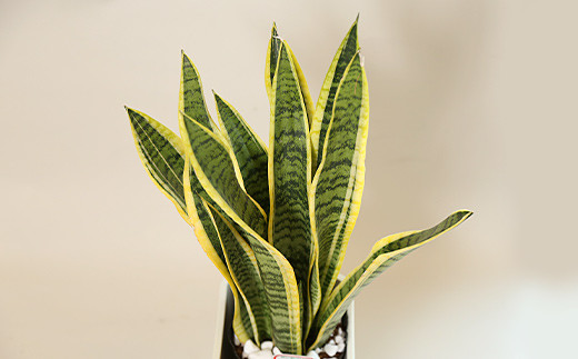 観葉植物 サンスベリア 6号 カラーポット 白 約65～75cm