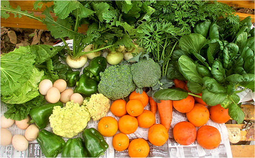 【定期便3か月】中村自然農園の季節の有機野菜詰め合わせ 5kg以上 279919 - 千葉県八街市