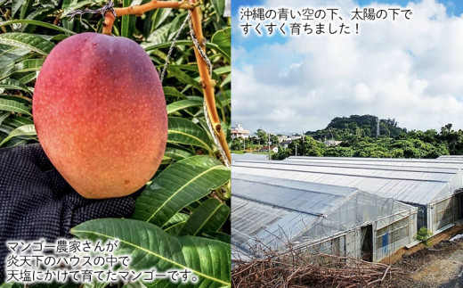 21年発送 老舗青果店が厳選 完熟アップルマンゴー大玉4個 約2kg 沖縄県沖縄市 ふるさと納税 ふるさとチョイス