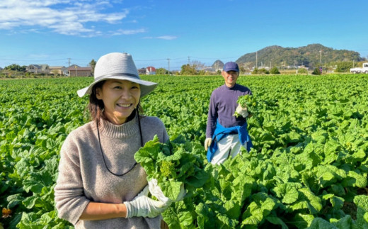 食用 手摘み菜の花 菜花150g入り袋 10個 5651 0911 千葉県南房総市 ふるさとチョイス ふるさと納税サイト