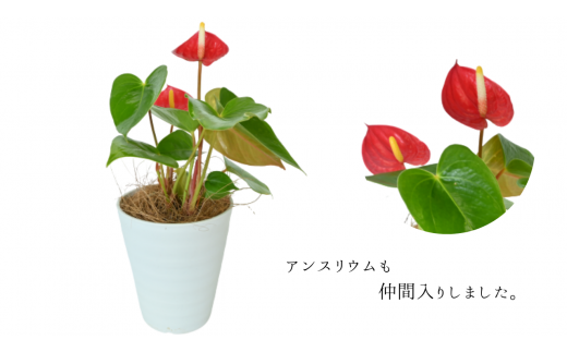 観葉植物 生産者におまかせ 季節おすすめ3種セット 4号鉢 3 Green Base 鹿児島県指宿市 ふるさと納税 ふるさとチョイス