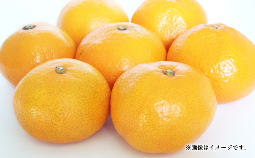 青島温州 8kg（60個前後）ひでみかん 温州みかん 柑橘 果物