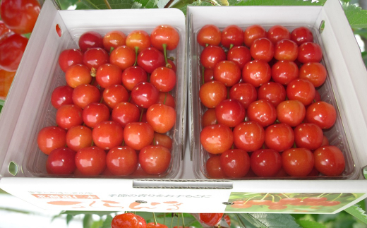 【先行受付/2023年産】農園厳選さくらんぼ「紅秀峰」2Lサイズ以上1kg(品質:ギフト向け)
