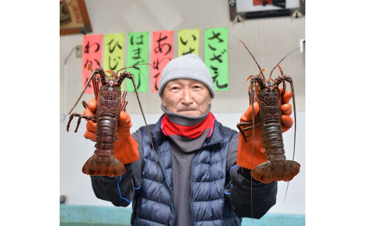 関口商店の活き伊勢海老1 5kg 約4尾 7尾 22年1月以降お届け 5 74 千葉県鴨川市 ふるさと納税 ふるさとチョイス