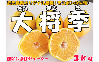 【数量限定】鹿児島が誇るブランドみかん 大将季（だいまさき）３kg 1584515 - 鹿児島県大崎町