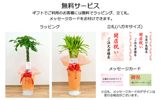 観葉植物 ガジュマル 多幸の木 ホワイトスクエア 陶器鉢 40pt 長崎県大村市 ふるさと納税 ふるさとチョイス