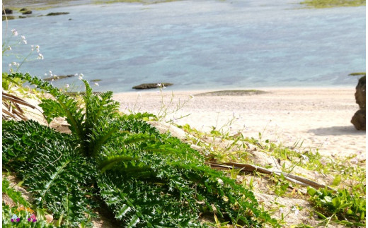 徳之島の海岸には向春草が自生しています。