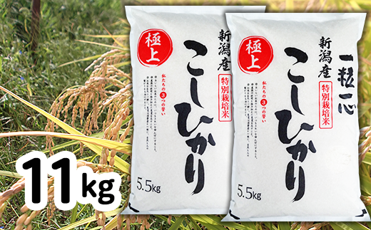 【令和2年産】新潟県長岡産特別栽培米コシヒカリ11kg