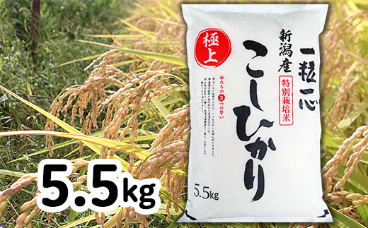 【令和2年産】新潟県長岡産特別栽培米コシヒカリ　精米5.5kg