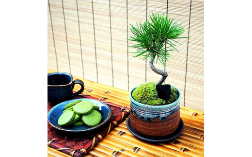 黒松盆栽 抹茶クッキーセット 京都府久御山町 ふるさと納税 ふるさとチョイス