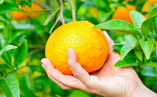 【2022年3月～発送予定】甘夏みかん 5kg オレンジ 柑橘