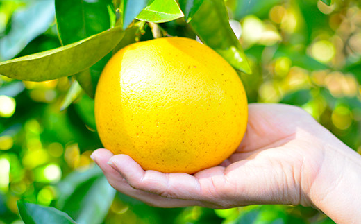 【2022年3月～発送】パール柑 5kg 柑橘 果物 水俣 からたち