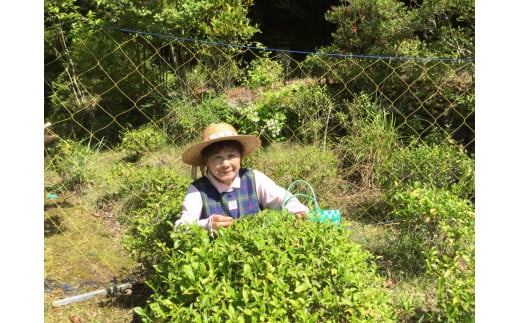 海部いはら番茶 リーフ 30g×5袋 海部いはら番茶 30g×5袋 リーフ 茶 番茶