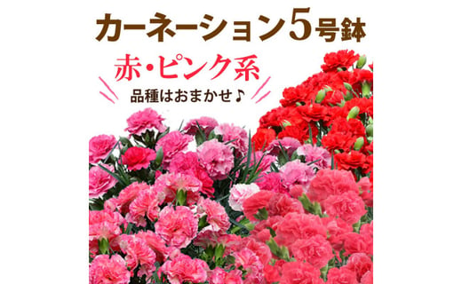 カーネーション5号鉢 赤 ピンク系 品種はおまかせ 母の日ギフトにも 茨城県常陸太田市 ふるさと納税 ふるさとチョイス