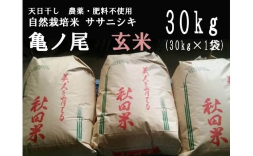 先行予約 令和三年産 天日干し 農薬 肥料不使用 自然栽培米 ササニシキ または 亀ノ尾 玄米 30kg 秋田県秋田市 ふるさと納税 ふるさとチョイス