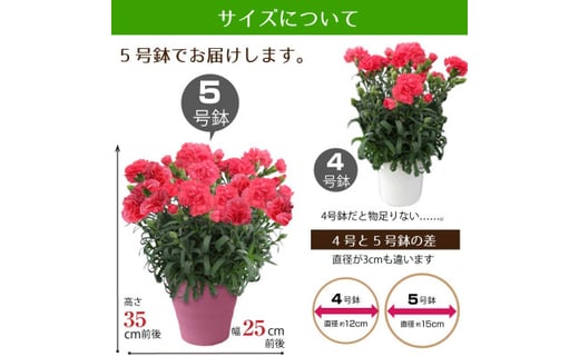 カーネーション5号鉢 赤 ピンク系 品種はおまかせ 母の日ギフトにも 茨城県常陸太田市 ふるさと納税 ふるさとチョイス カーネーション5号鉢 赤 ピンク系 品種はおまかせ 母の日ギフトにも 茨城県常陸太田市 ふるさと納税 ふるさとチョイス