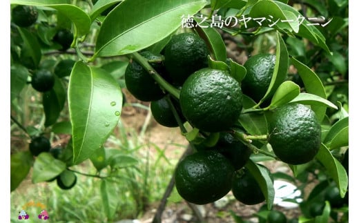徳之島に自生しているシークニンは島の元気果物と言われています。