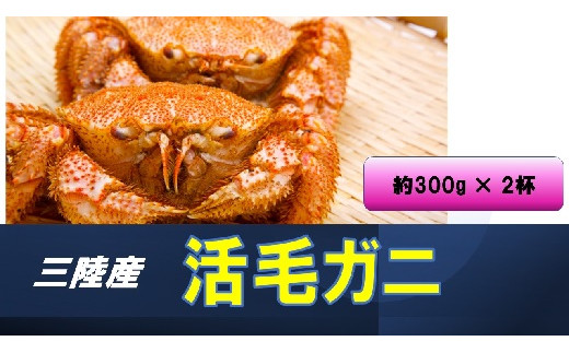 22年3月より発送 三陸産 毛ガニ 300g相当 2杯 初栄丸 岩手県大槌町 ふるさと納税 ふるさとチョイス