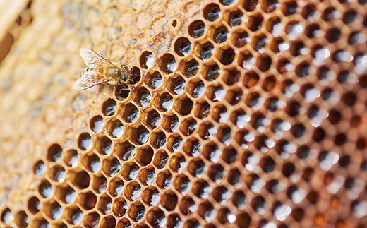 豊かな自然環境からミツバチたちが集めたはちみつをそのままに。