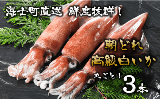 ぷりぷり甘い高級白いか 島どれ鮮度そのまま 白いか丸ごと３本セット 島根県海士町 ふるさと納税 ふるさとチョイス