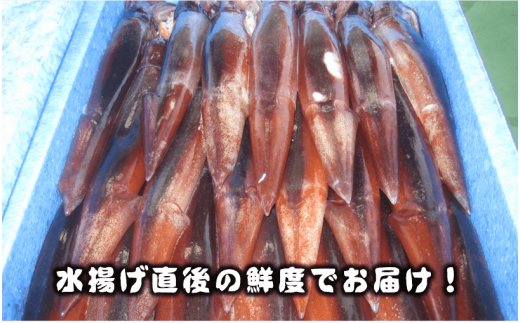 旨味たっぷり 旬の朝どれ寒シマメ スルメイカ 丸ごと5本 1kg 1 25kg 便利な個包装 島根県海士町 ふるさと納税 ふるさとチョイス