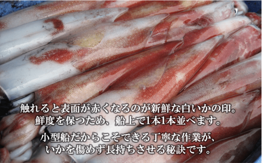 便利な個包装 高級朝どれ白いか丸ごと3本セット ぜひお刺身で 島根県海士町 ふるさと納税 ふるさとチョイス