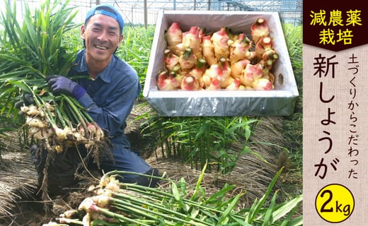 特別栽培新生姜２ｋｇ 福島農園 福８ファーム 長崎県南島原市 長崎県南島原市 ふるさと納税 ふるさとチョイス