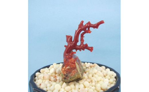 珊瑚職人館の珊瑚の原木・拝見・置物（g8）