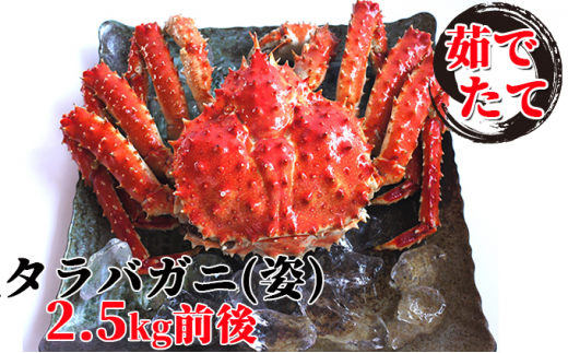 4630 09 茹であげ 生タラバガニ 姿 2 5kg前後 北海道えりも町 ふるさと納税 ふるさとチョイス 4630 09 茹であげ 生タラバガニ 姿 2 5kg前後 北海道えりも町 ふるさと納税 ふるさとチョイス