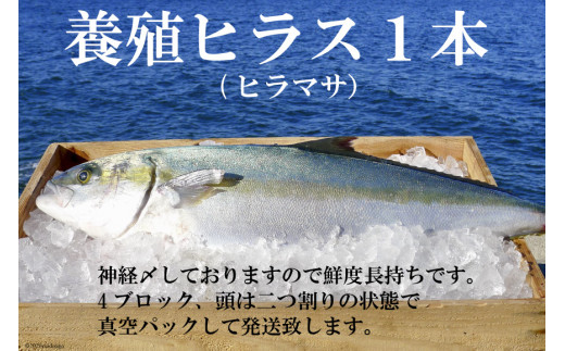 橘湾産養殖ヒラス ヒラマサ 1本 約3 5kg 長崎県雲仙市 ふるさと納税 ふるさとチョイス