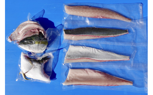 橘湾産養殖ヒラス ヒラマサ 1本 約3 5kg 長崎県雲仙市 ふるさと納税 ふるさとチョイス