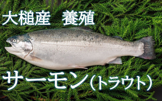 5月 6月 期間限定 大槌養殖サーモン 1本 トラウトサーモン 岩手県大槌町 ふるさと納税 ふるさとチョイス