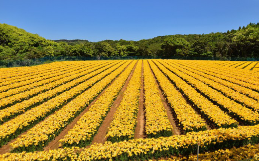 種子島 フリージアの切り花セット50本 イエロー 480pt Nfn301 鹿児島県西之表市 ふるさと納税 ふるさとチョイス