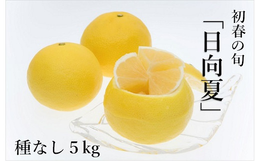 14-23_初春の旬「日向夏」種なし5kg