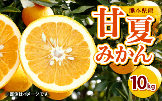 事前受付 熊本県産 甘夏みかん 10 果物 柑橘 甘夏 あまなつ 熊本県八代市 ふるさと納税 ふるさとチョイス