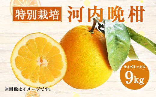 【2023年4月上旬より発送予定】特別栽培 河内 晩柑 9kg サイズミックス 柑橘