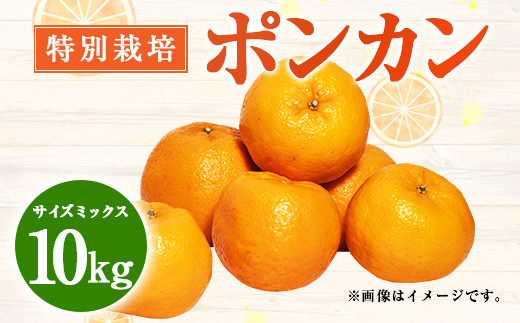 特別栽培 ポンカン 10kg サイズ ミックス 柑橘