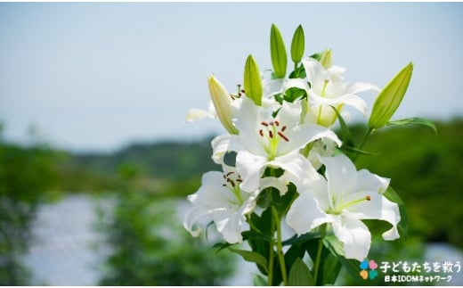 明日香園のオリエンタルユリの花束 本 10本 2回発送 佐賀県npo支援 ふるさと納税 ふるさとチョイス