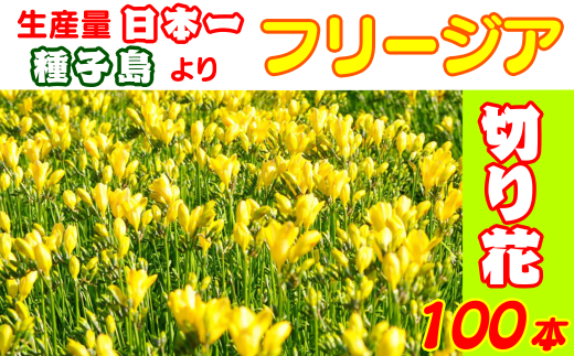 種子島 フリージアの切り花セット100本 イエロー 900pt Nfn302 鹿児島県西之表市 ふるさと納税 ふるさとチョイス