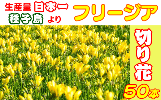 種子島 フリージアの切り花セット50本 イエロー 480pt Nfn301 鹿児島県西之表市 ふるさと納税 ふるさとチョイス