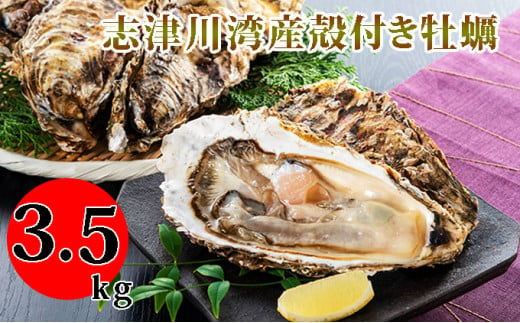 [№5233-0081]南三陸志津川産の殻付き牡蠣3.5kg（1kgあたり6～9個）