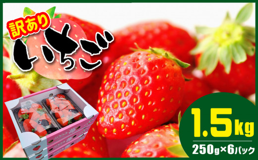 熊本県産 いちご 1.5kg ( 250g × 6パック ) ≪ 訳あり ≫ | フルーツ 果物 くだもの 苺 イチゴ 訳アリ 熊本県 玉名市