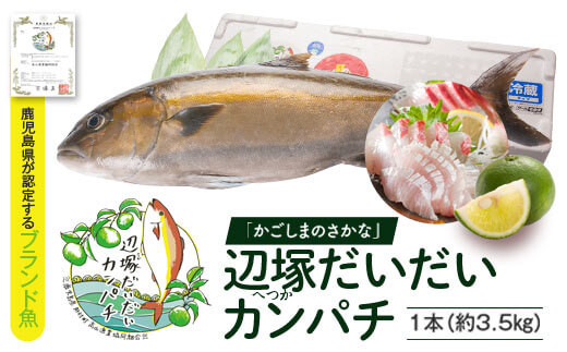 辺塚だいだいカンパチ 約3 5 鹿児島県肝付町 ふるさと納税 ふるさとチョイス