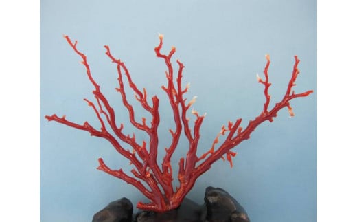 珊瑚職人館の珊瑚の原木・拝見・置物（g9）