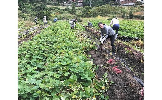 三好野呂内野菜生産加工組合（あいくるしいYUM-YUM）の芋掘り風景