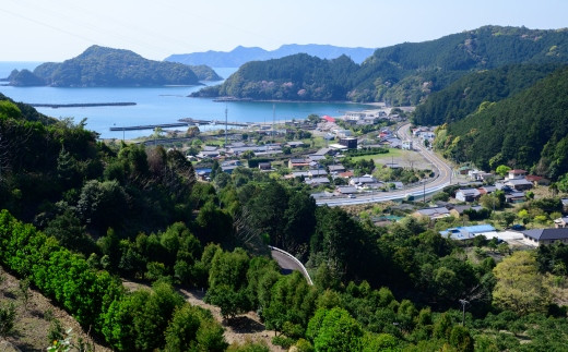 熊野灘を見渡すみかん畑で大事に育てています