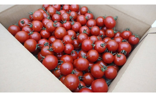 2-9-46 フルーツトマト「トマ糖＊太陽のめぐみ」フルティカ２kg 257867 - 山梨県南アルプス市