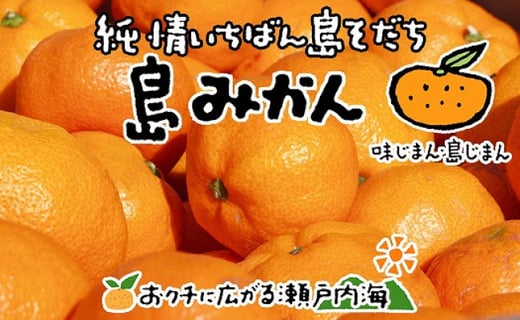 希望の島 温州みかん 新品種 ゆたか 3kg 愛媛県松山市 ふるさと納税 ふるさとチョイス