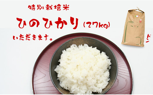 特別栽培米 ひのひかり　27kg（白米）田中農場　令和5年度産